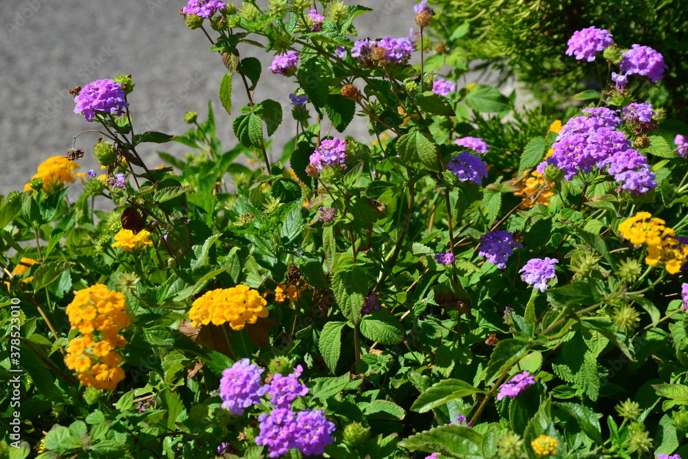 Fototapeta premium Street flowers