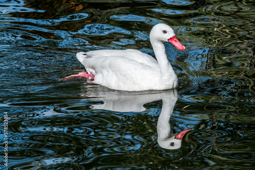 Coscoroba Swan (Coscoroba coscoroba) in park, Buenos Aires, Argentina photo