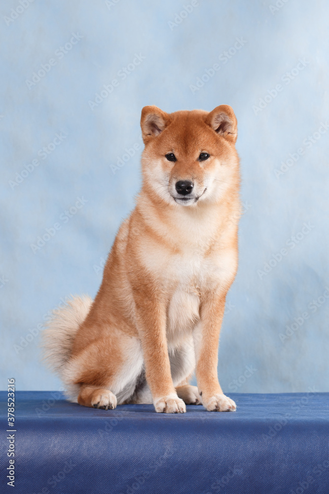 Shiba inu dog on a blue background