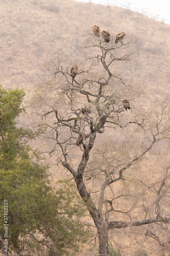Vultures perched in a tree.