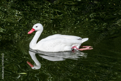 Coscoroba Swan (Coscoroba coscoroba) in park, Buenos Aires, Argentina photo