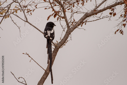 An African Longtailed Shrike perched on a branch.