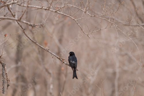 A Forktailed drongo perched on a branch against brown winter foliage.