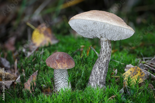 Edible mushrooms birch bolete in moss with blurred background