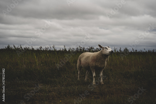 sheep in tall grass
