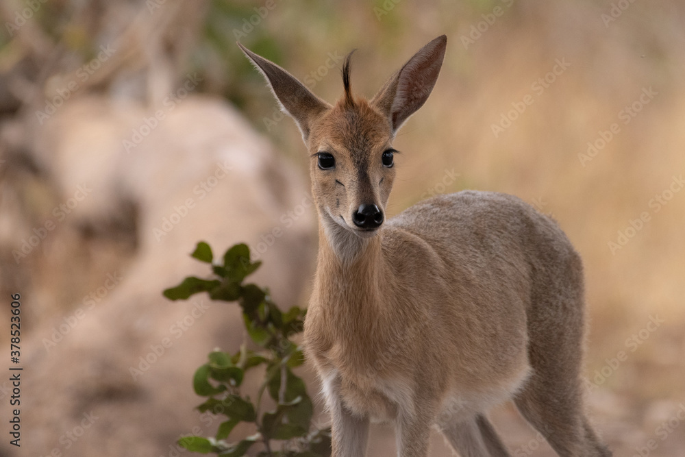 A Steenbok on safari in South Africa. A Steenbok on safari in South Africa.