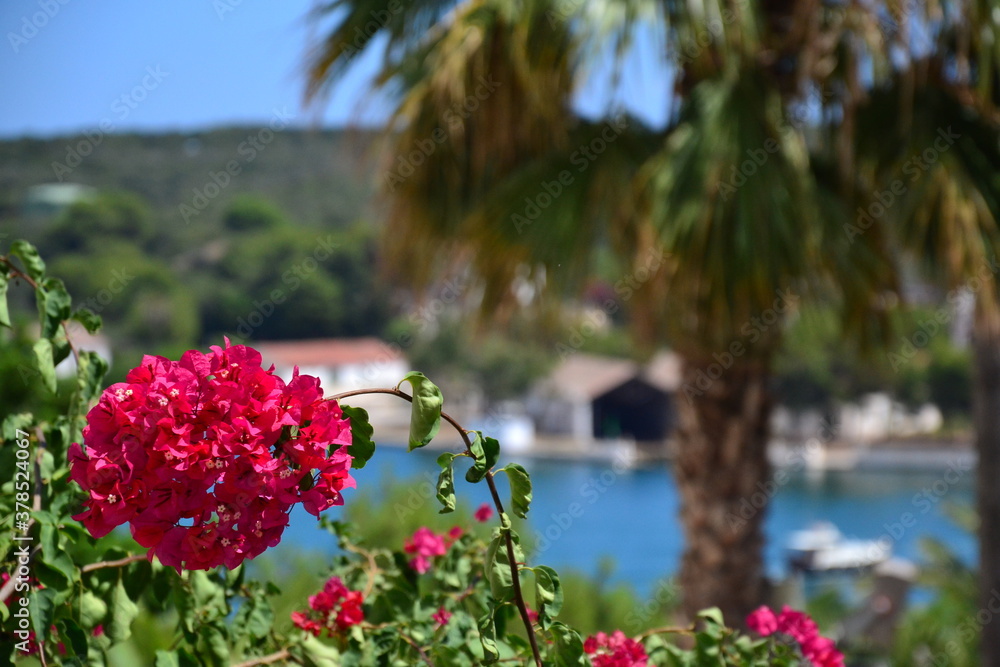 Flowers drive to Mediterranean seea Flowers drive to Mediterranean seea