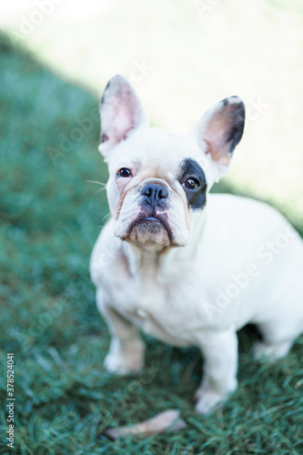  portrait of a white french bulldog with black eye bicolor © Анна Молько
