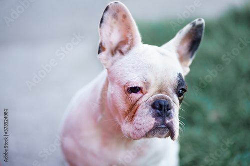  portrait of a white french bulldog with black eye bicolor