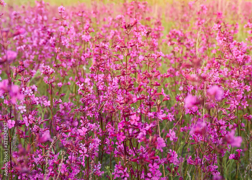 Pink flowers in warm light in the field.