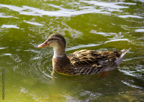 Duck in a green pond