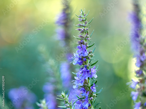 Purple flowers of hyssop  hyssopus officinalis 