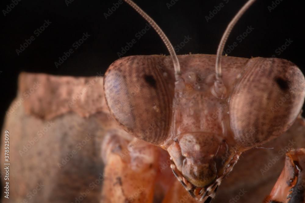 Fototapeta premium close up of an desicata mantis
