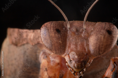 close up of an desicata mantis