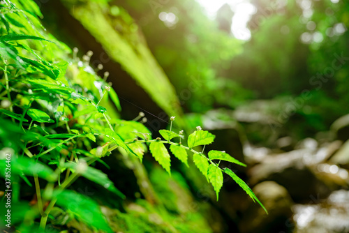 Selective focus green leaves on blurred forest and green moss on rock at waterfall. Green leaves on blurred bokeh background with sunlight. Fresh air. Tropical forest. Eco tourism background.