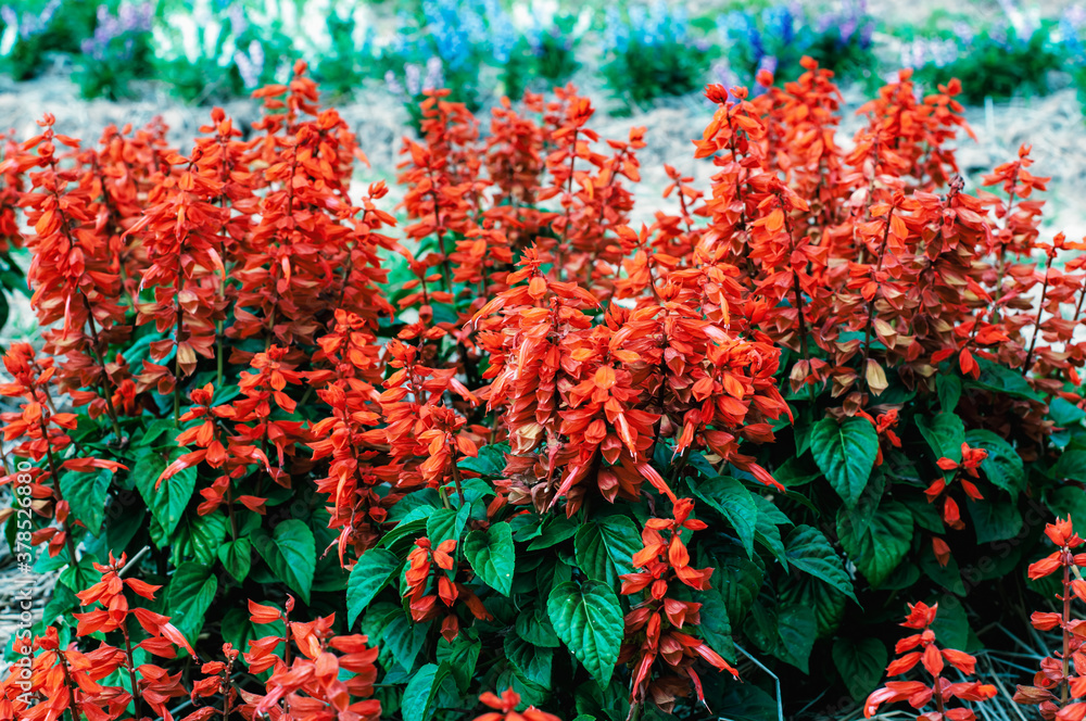 Red Salvia splendens scarlet sage blooming in the garden. Red Salvia splendens scarlet sage blooming in the garden.