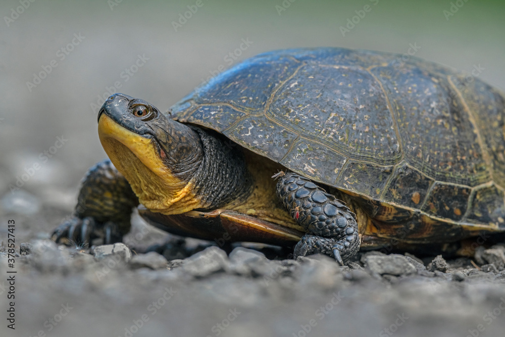 an endangered Blanding's Turtle comes into a woodland opening - Ontario, Canada an endangered Blanding's Turtle comes into a woodland opening - Ontario, Canada