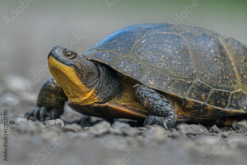 an endangered Blanding's Turtle comes into a woodland opening - Ontario, Canada   © Tony