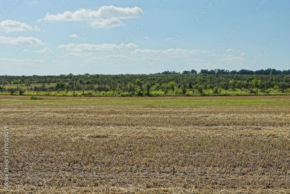 part of a field with dry gray mown grass against a blue sky and green vegetation part of a field with dry gray mown grass against a blue sky and green vegetation