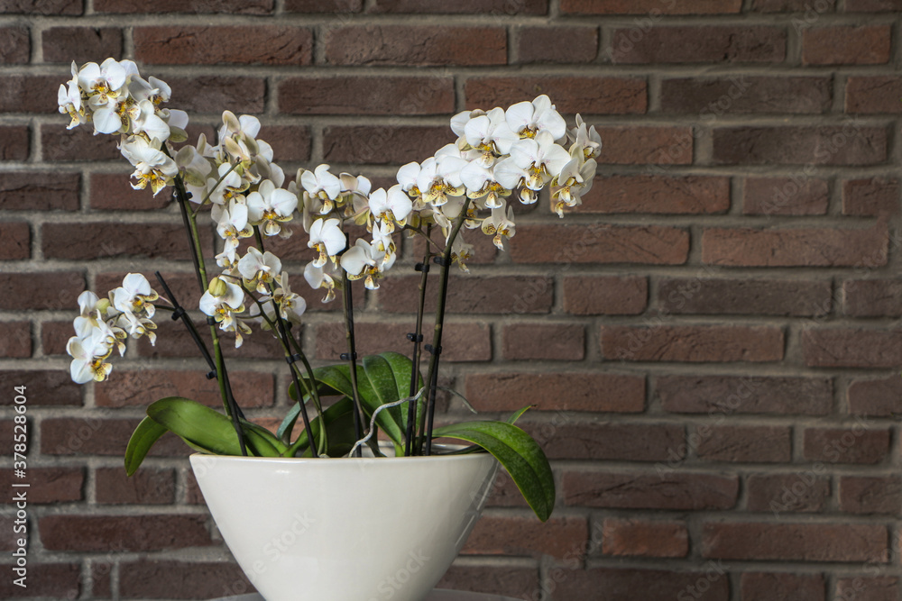 Spotted white orchid phalaenopsis stuartiana in pot near brick wall. - obrazy, fototapety, plakaty 