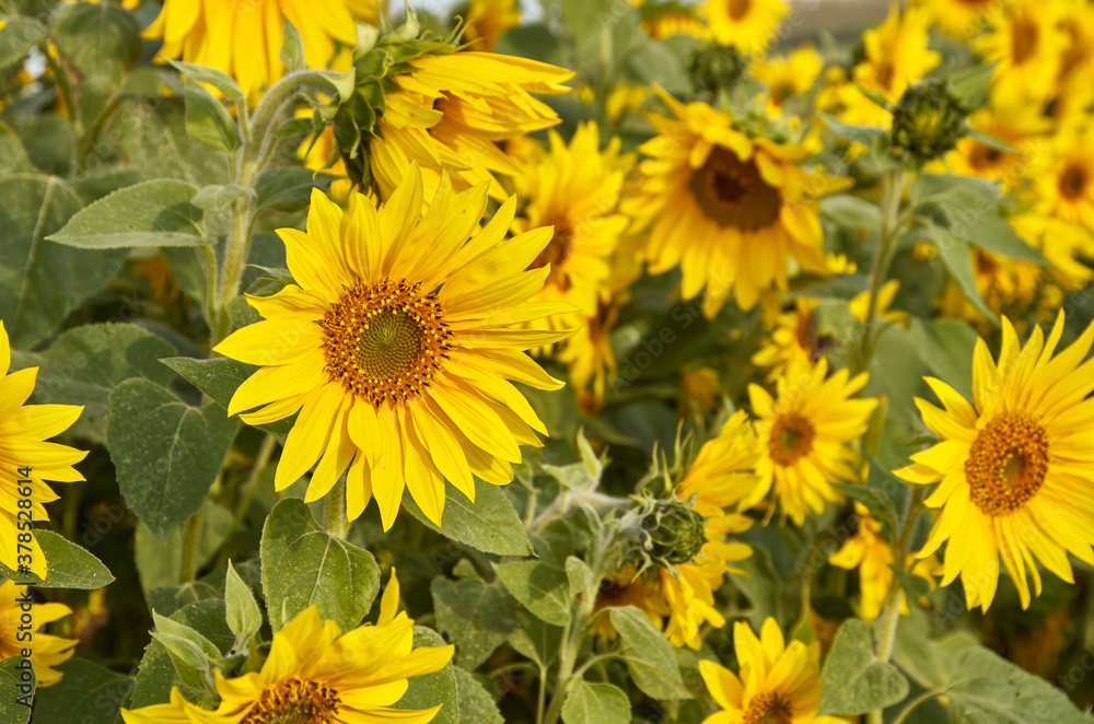 Fototapeta premium Morning sunflower field background image