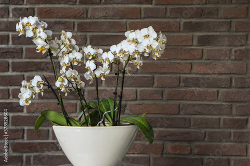 Spotted white orchid phalaenopsis stuartiana in pot near brick wall.