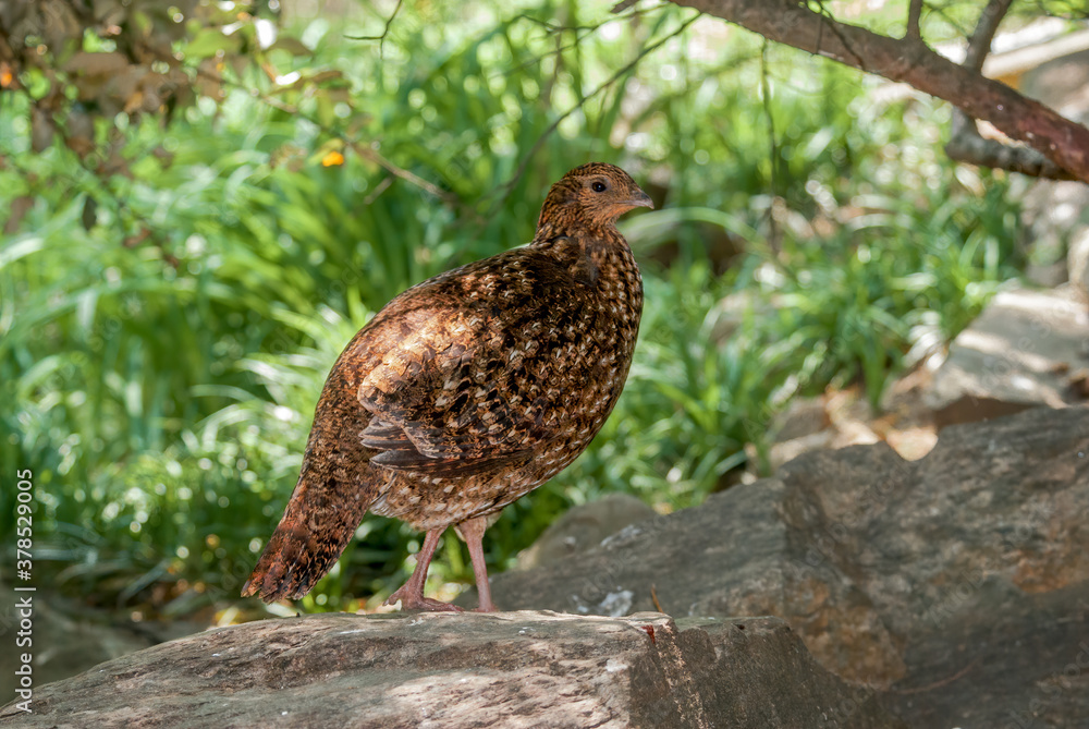 Satyr Tragopan (Tragopan satyra) female Satyr Tragopan (Tragopan satyra) female