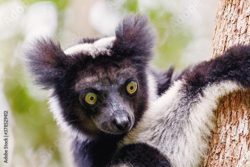 head of Black and white Lemur Indri (Indri indri), also called the babakoto, hanged on tree in natural habitat. Andasibe - Analamazaotra National Park, Madagascar wildlife photo
