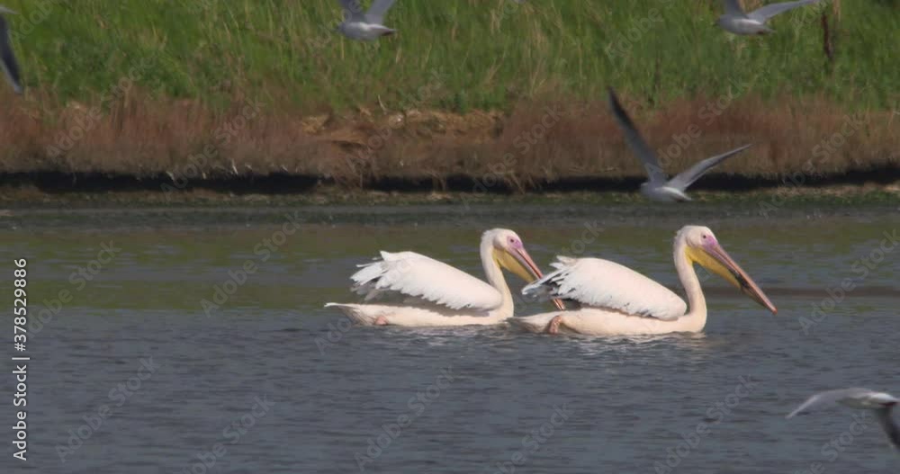 Great White Pelican birds feeding on water sea gulls flying slow motion Great White Pelican birds feeding on water sea gulls flying slow motion