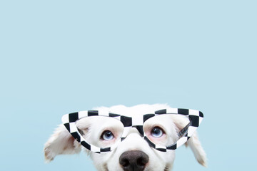 Close up funny dog hide  wearing glasses celebrating halloween or carnival. Happy expression. Isolated on blue background.