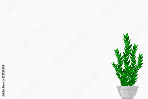 Small plant in pot isolated on white background by front view