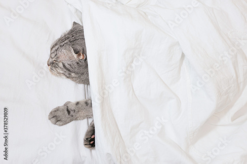 Fototapeta Naklejka Na Ścianę i Meble -  The gray scottish fold cat gray in a black strip with yellow eyes lies on a bed. Concept stay home morning. Cute funny cat...