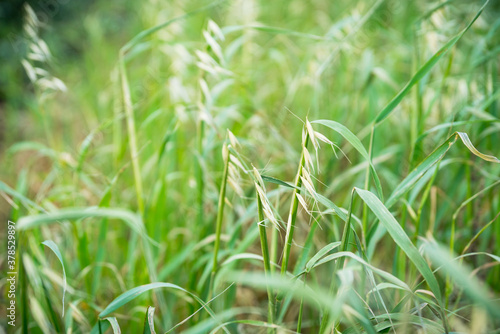 Beautiful green oat spikelets on the field. Agriculture field.