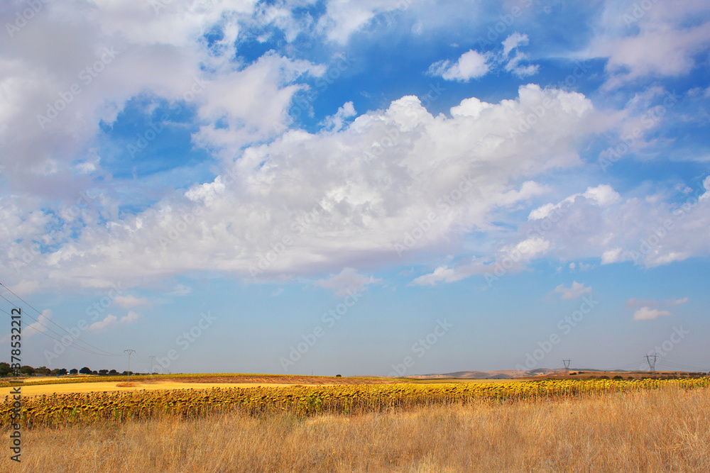 Field and blue sky