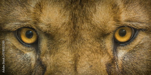 eyes of a berber lion portrait
