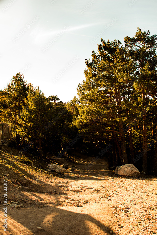 Fototapeta premium sunset in the forest