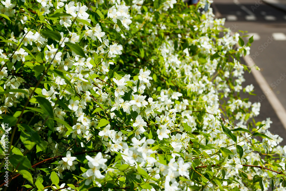 Beautiful white jasmine flowers in a garden Beautiful white jasmine flowers in a garden