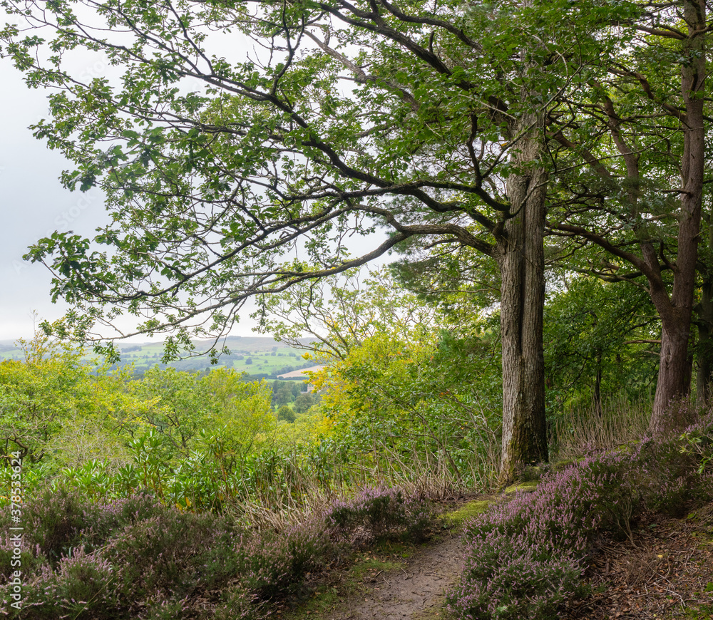 heather lined footpath in Northumberland wood