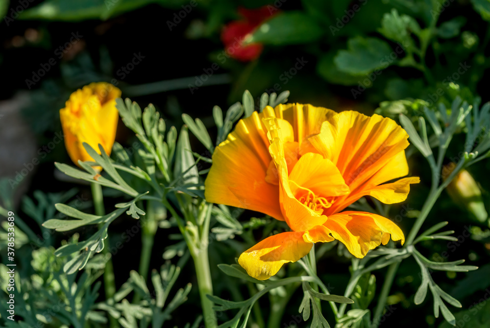 California Poppy (Eschscholtzia californica) in garden California Poppy (Eschscholtzia californica) in garden