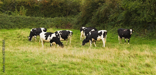 herd dairy cows in a meadow