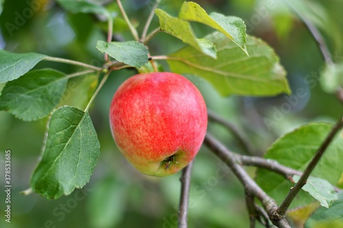 Sweet red ripe apple is hanging on the branch of apple tree in the garden. Healthy fruit. 