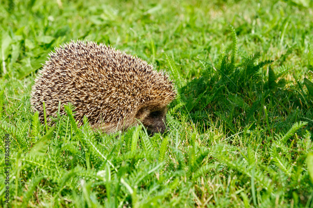 West european hedgehog on a green meadow West european hedgehog on a green meadow