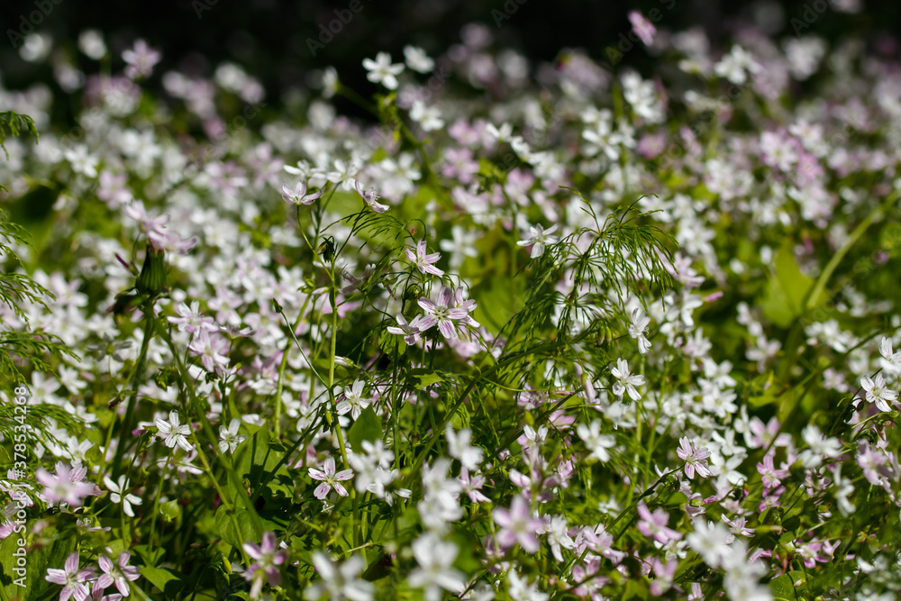Background of white wildflowers of Claytonia sibirica in shady forest Background of white wildflowers of Claytonia sibirica in shady forest