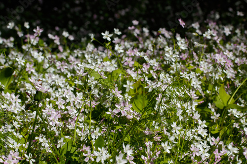 Background of white wildflowers of Claytonia sibirica in shady forest