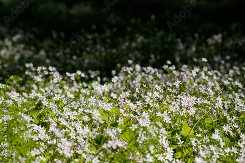 Background of white wildflowers of Claytonia sibirica in shady forest