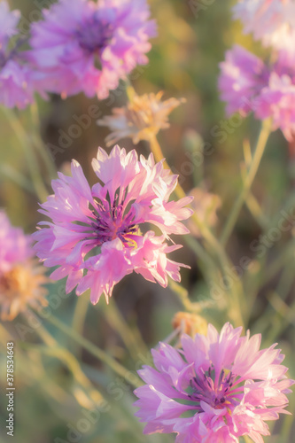 Light purple flowers in a sunflower field near Potzbach  Germany on a summer day. 