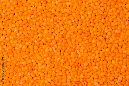 Red lentil at studio