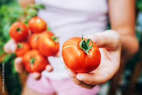girl holding red ripe tomatoes in her hands. Healthy eating