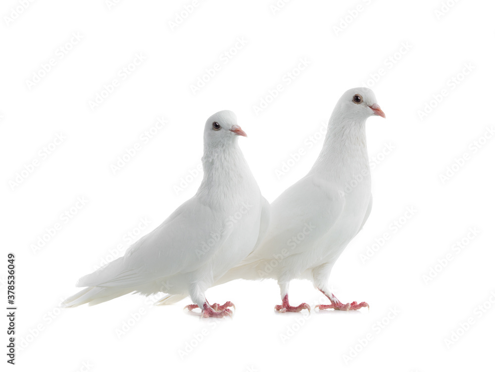 Two white doves isolated on a white background. Two white doves isolated on a white background.