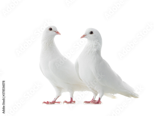 Two white doves isolated on a white background.